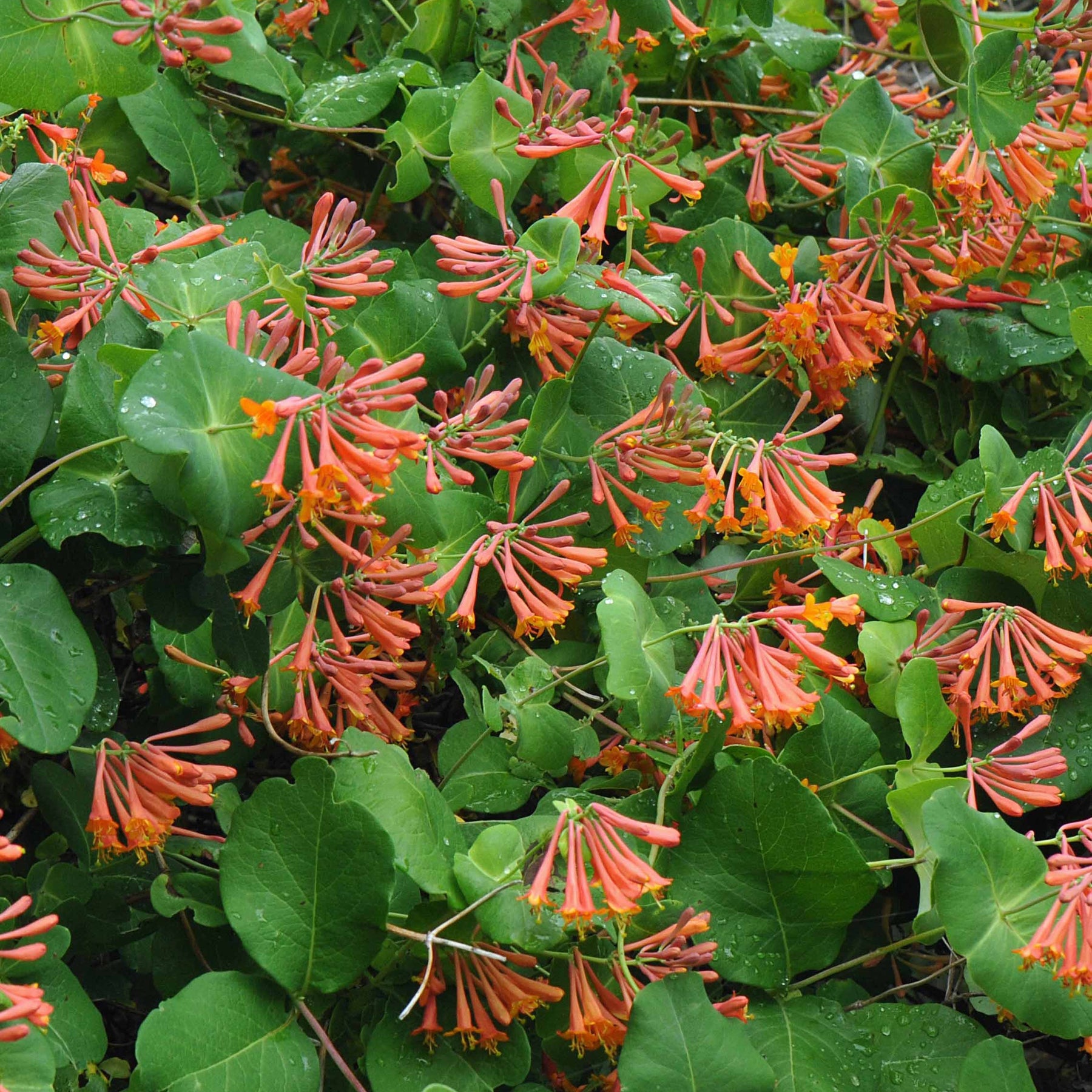 Chèvrefeuille grimpant Dropmore Scarlet - Willemse