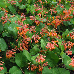 Chèvrefeuille grimpant Dropmore Scarlet - Willemse