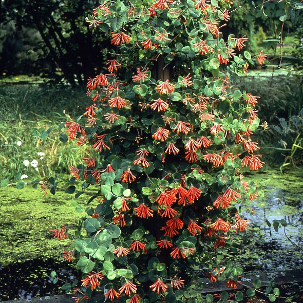Chèvrefeuille grimpant Dropmore Scarlet - Lonicera brownii Dropmore Scarlet - Willemse