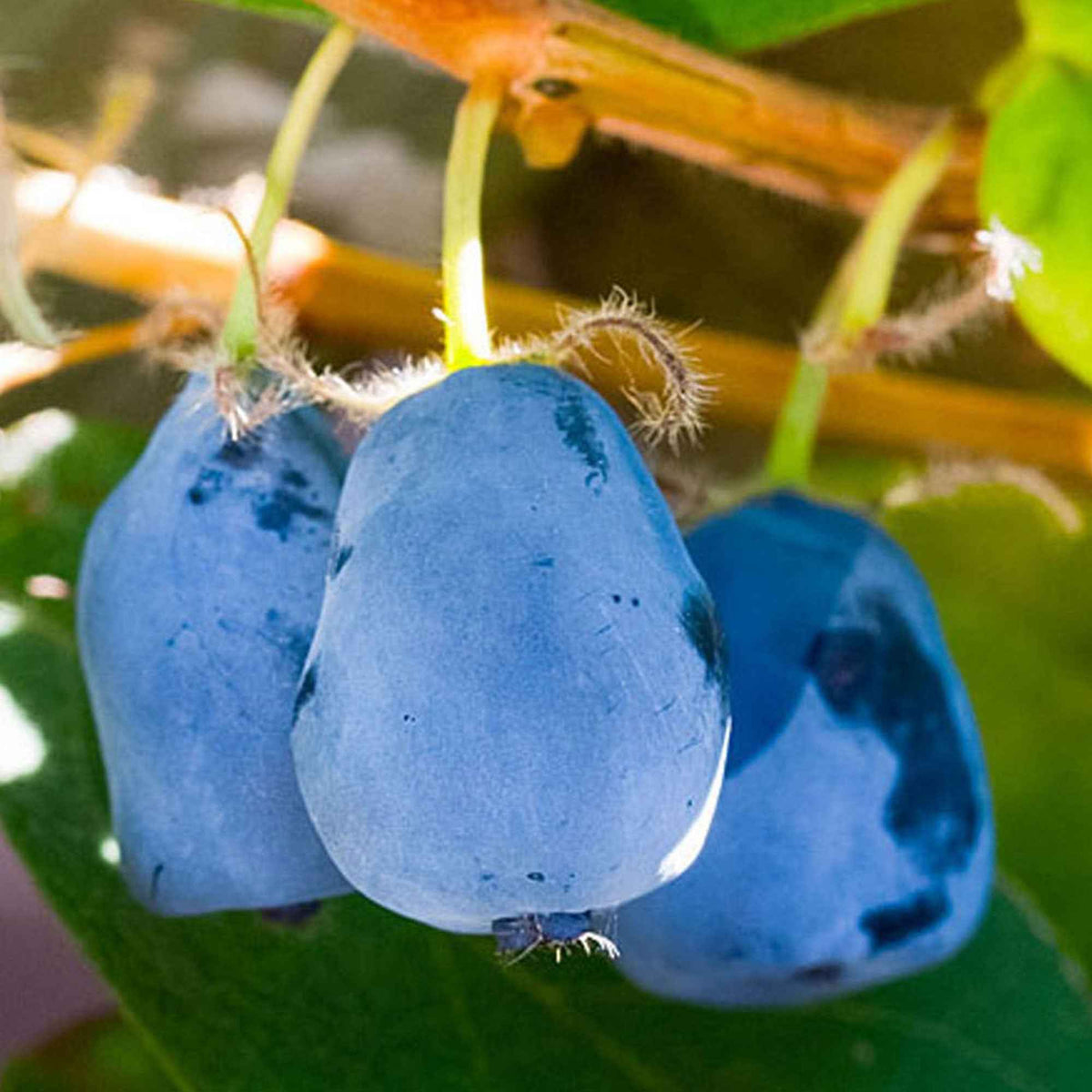 Baie de mai Duet - Lonicera caerulea 'duet' - Willemse