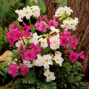 4 Terreurs des taupes blanches et roses - Incarvillea delavayi - Willemse