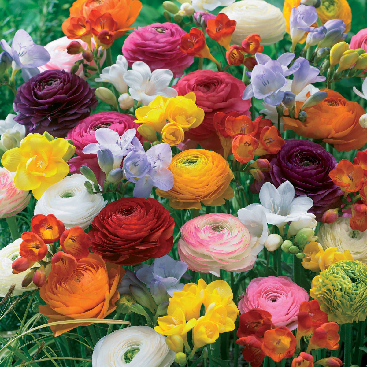 20 Freesias et Renoncules en mélange - Willemse