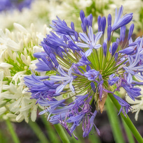 Agapanthus umbellatus - 3 Agapanthes bleues - Agapanthes