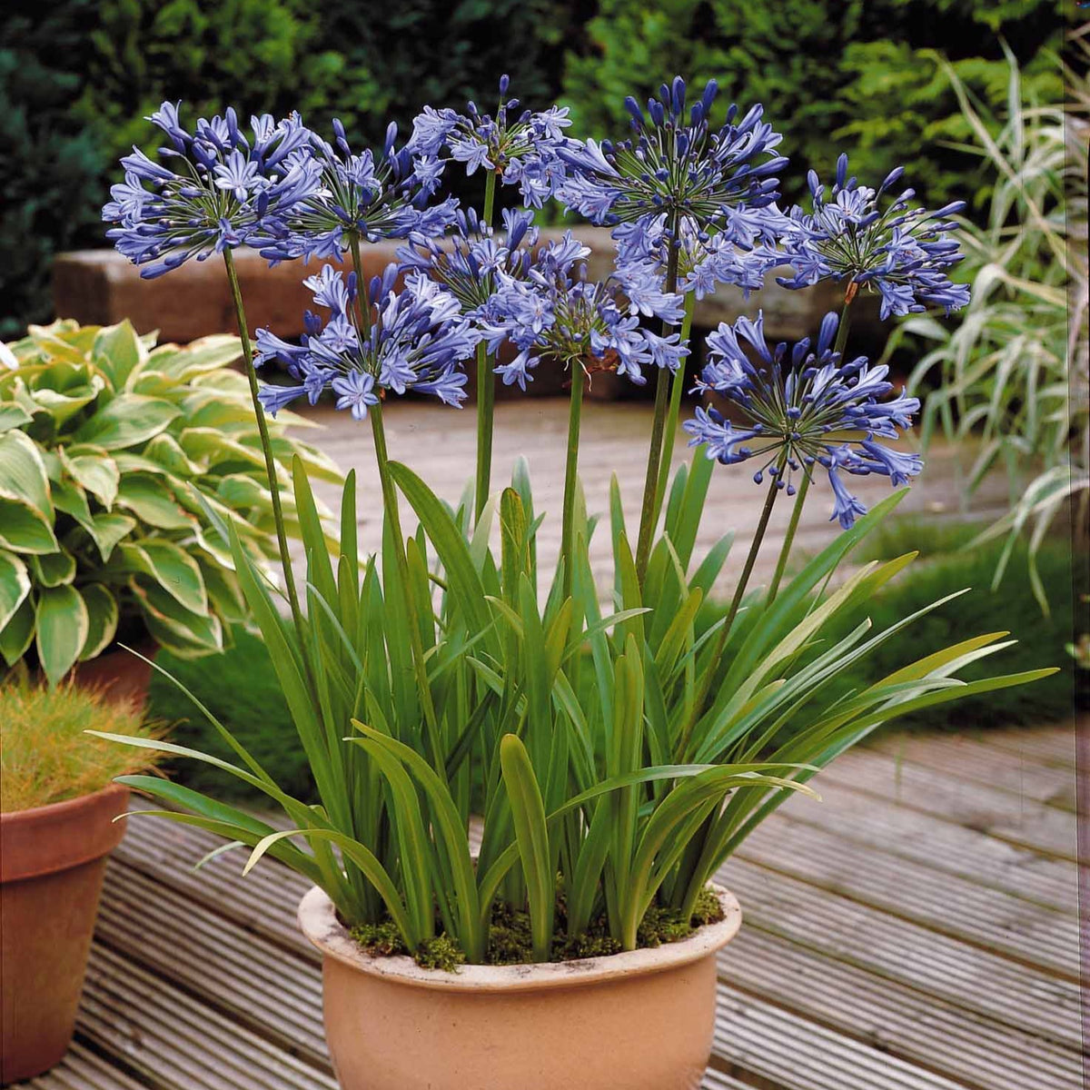 3 Agapanthes bleues - Willemse