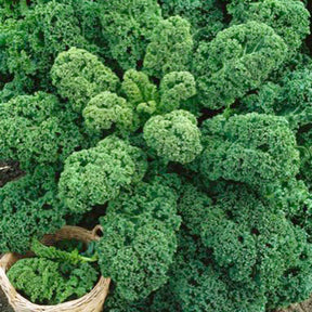 Brassica oleracea sabauda Westlandse Herfst Kale - Chou frisé d'automne tardif Westlandse Herfst Kale - Choux frisés kale