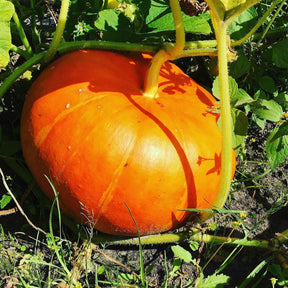 Cucurbita maxima rouge vif d'etampes - Potiron Rouge vif d'Etampes - Potirons potimarron