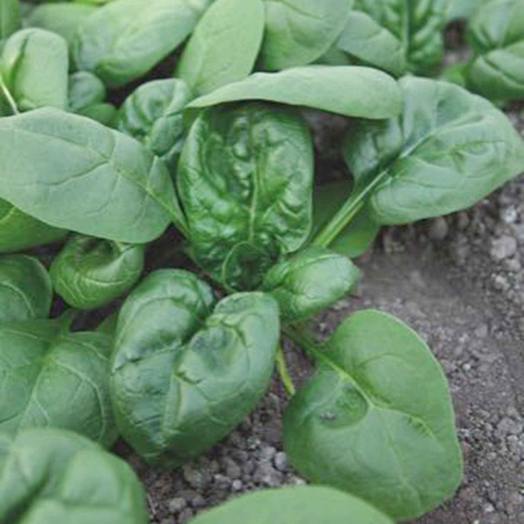 Beta vulgaris nores - Epinard Nores - Epinards