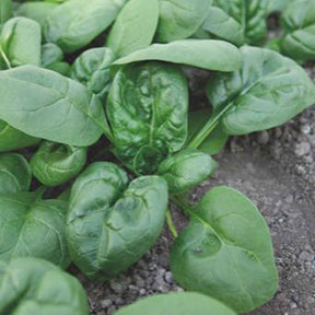 Beta vulgaris nores - Epinard Nores - Epinards
