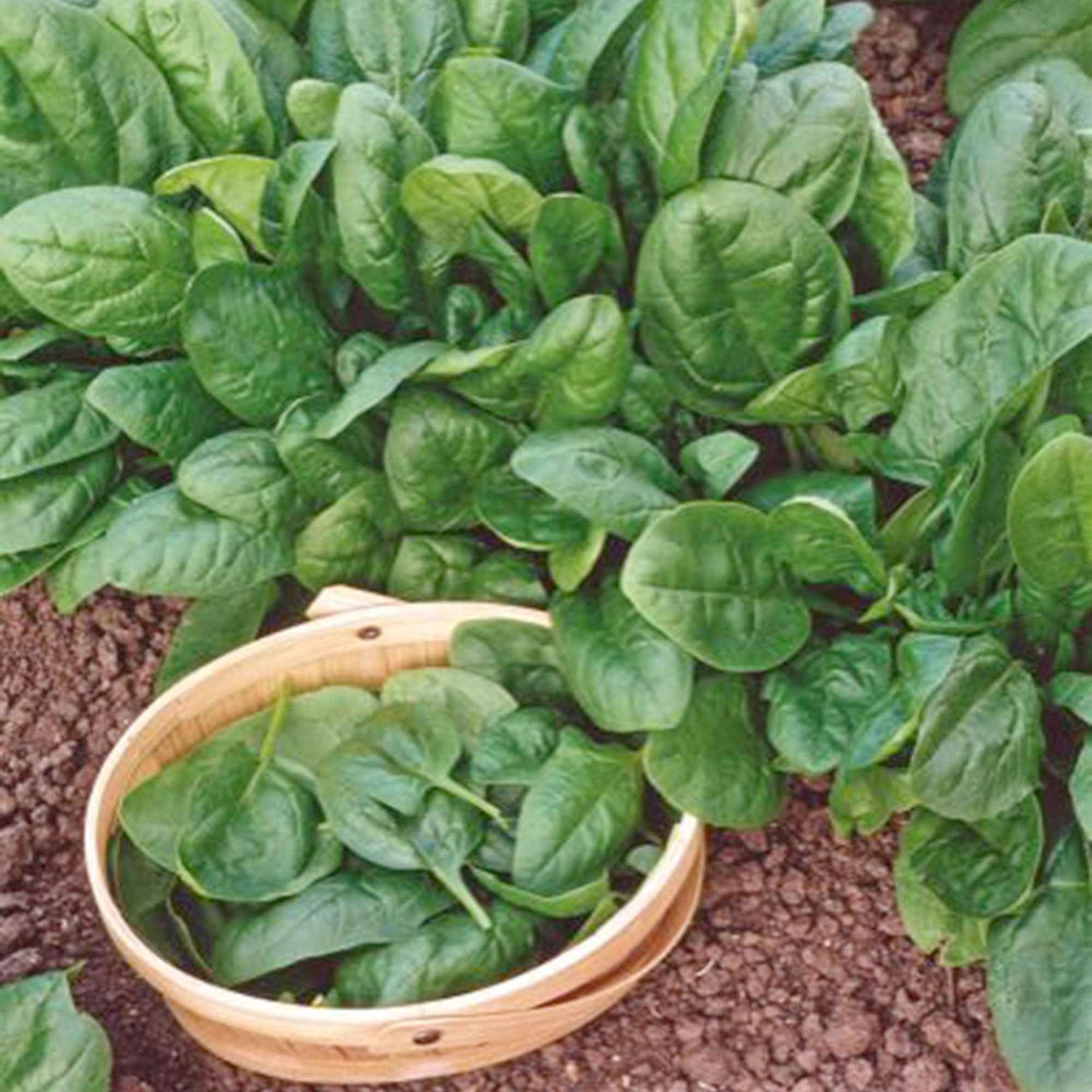 Epinards - Epinard Nores - Beta vulgaris nores