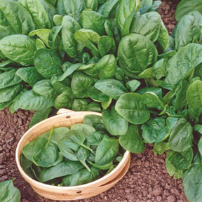 Epinards - Epinard Nores - Beta vulgaris nores