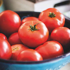 Tomate Moneymaker - Solanum lycopersicum moneymaker - Willemse