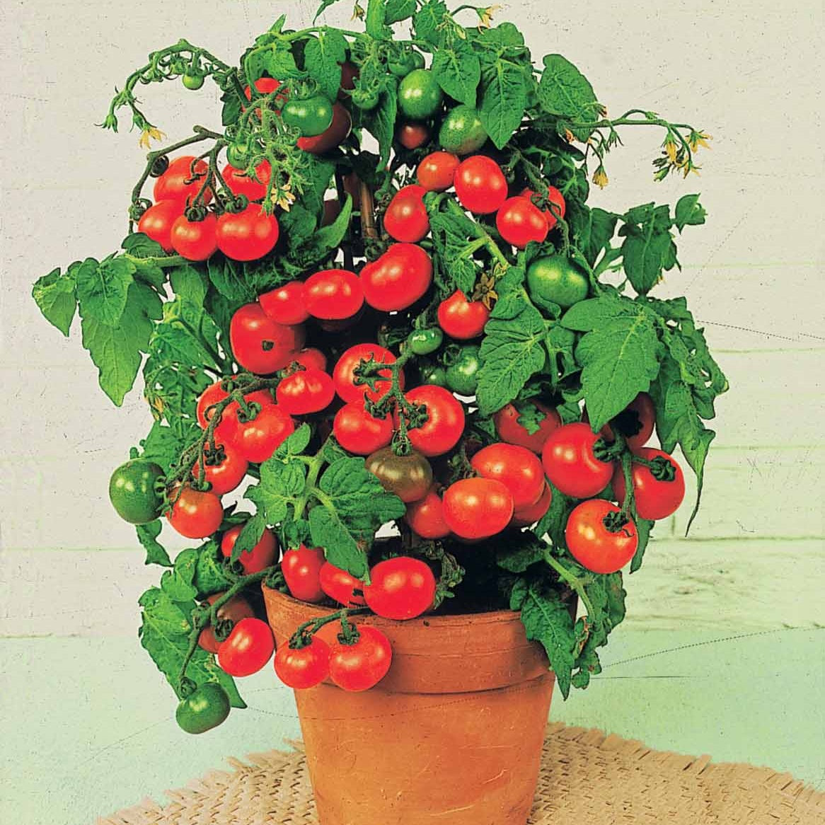 Solanum lycopersicum tiny tim - Tomate cerise Tiny Tim - Tomates cerises