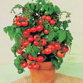 Solanum lycopersicum tiny tim - Tomate cerise Tiny Tim - Tomates cerises