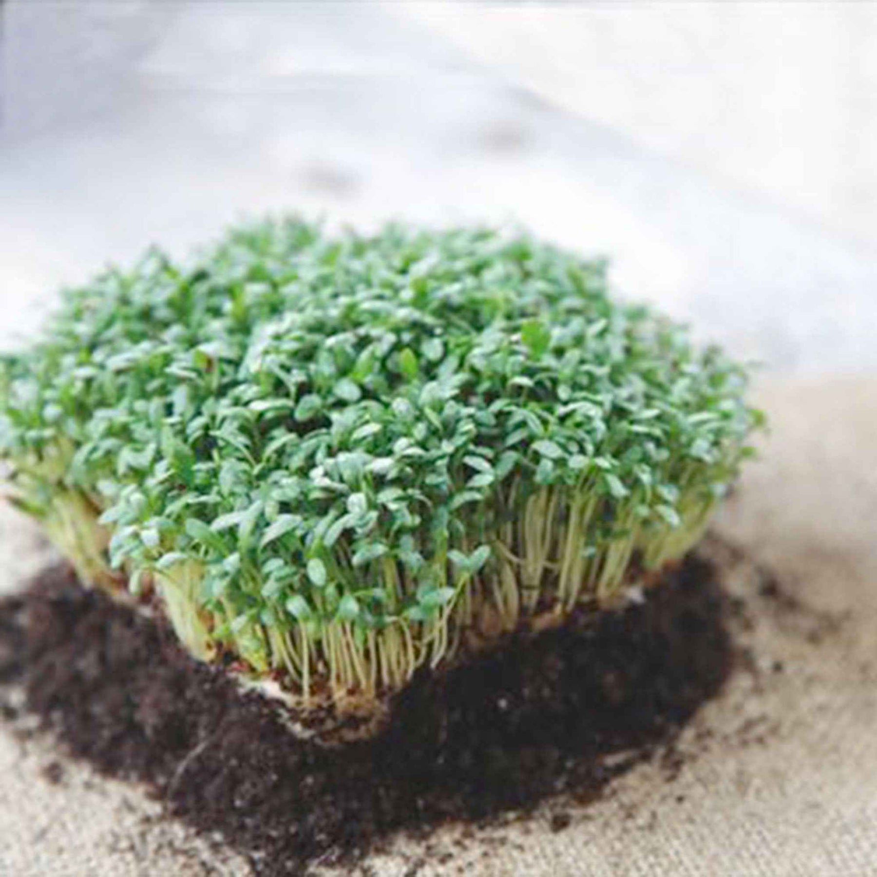 Lepidium sativum - Cresson alénois commun - Salades
