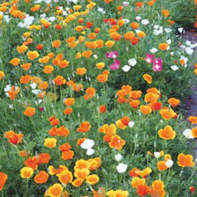 Pavot de Californie à fleurs simples en mélange - Eschscholzia californica - Willemse