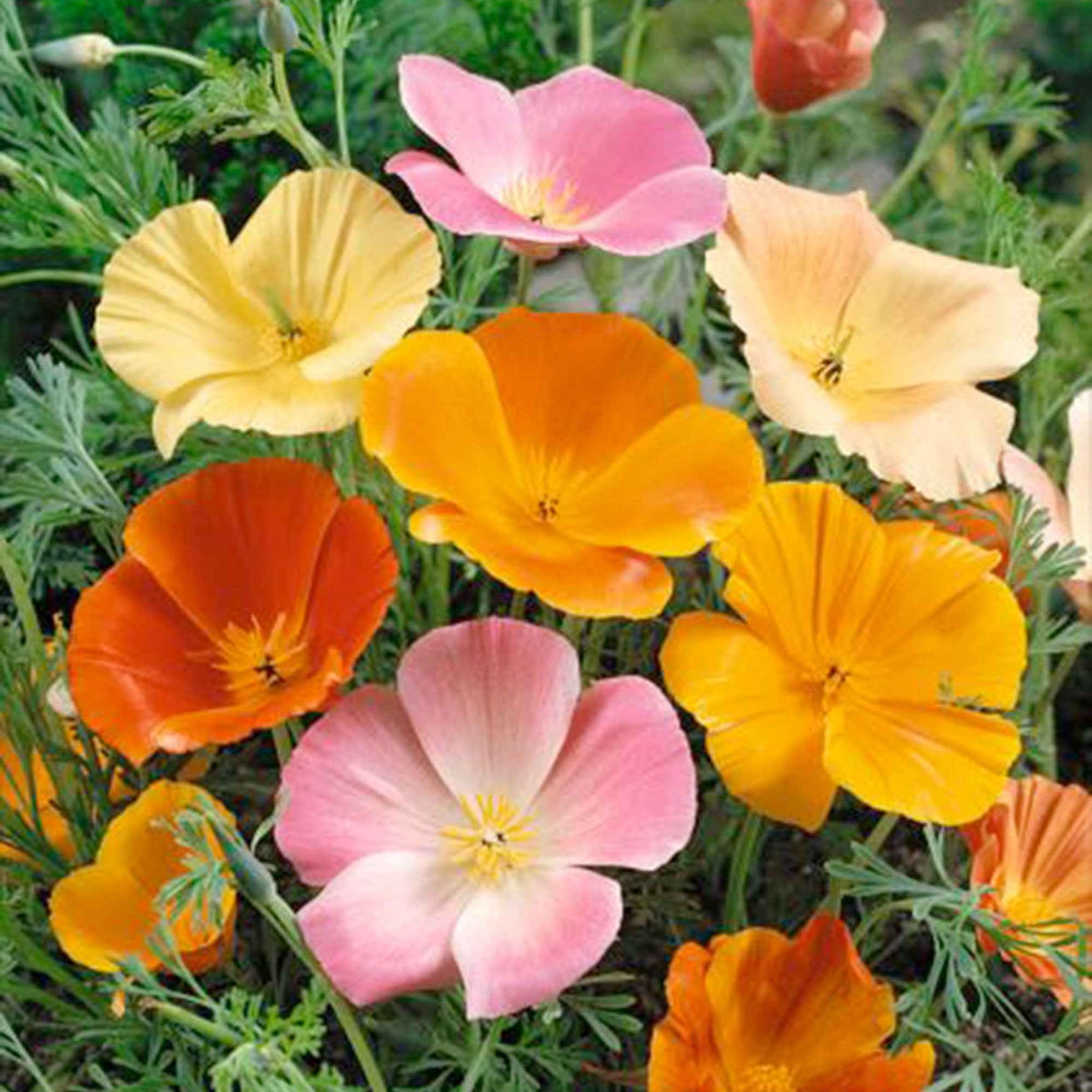 Eschscholzia californica - Pavot de Californie à fleurs simples en mélange - Coquelicots et Pavots