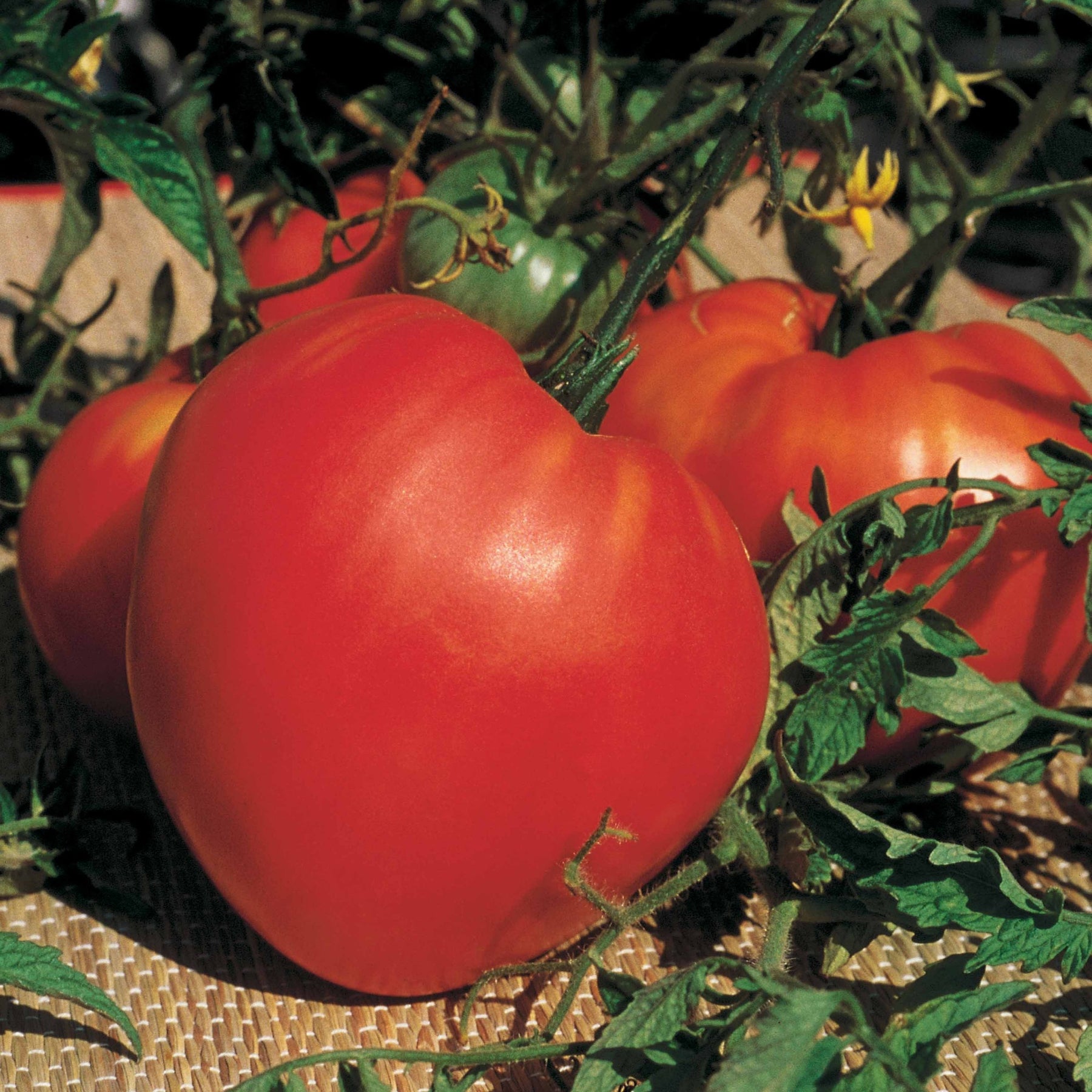 Solanum lycopersicum coeur de boeuf - 3 Plants de Tomate Coeur de Boeuf - Plants de tomates