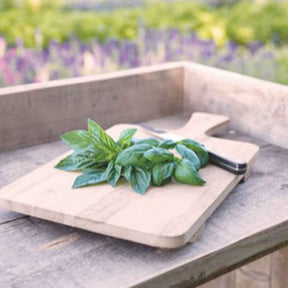 Graines d'aromatiques Bio - Basilic amélioration de Genovese Bio - Ocimum basilicum genovese