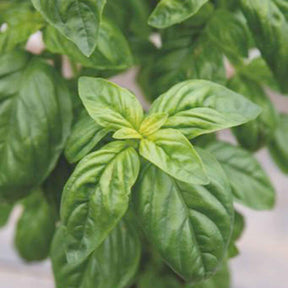 Basilic amélioration de Genovese Bio - Ocimum basilicum genovese - Willemse