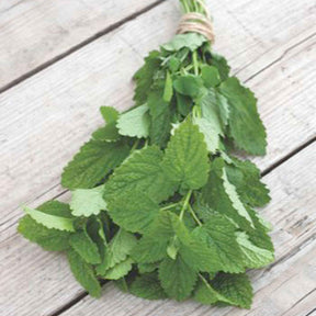 Melissa officinalis citrina - Mélisse citronnelle Citrina Bio - Graines d'aromatiques Bio