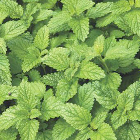 Graines d'aromatiques Bio - Mélisse citronnelle Citrina Bio - Melissa officinalis citrina