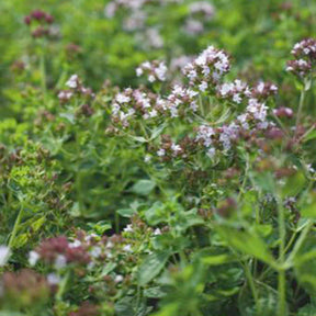 Origan - Marjolaine vivace Bio - Willemse