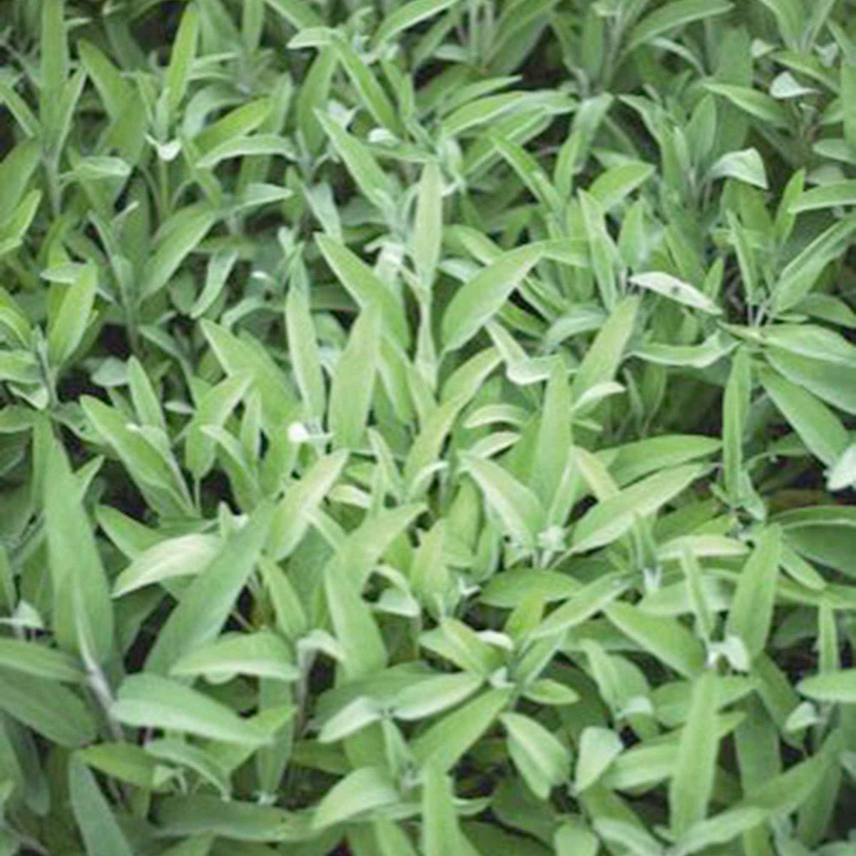 Sauge officinale Fanni Bio - Salvia officinalis Fanni - Willemse