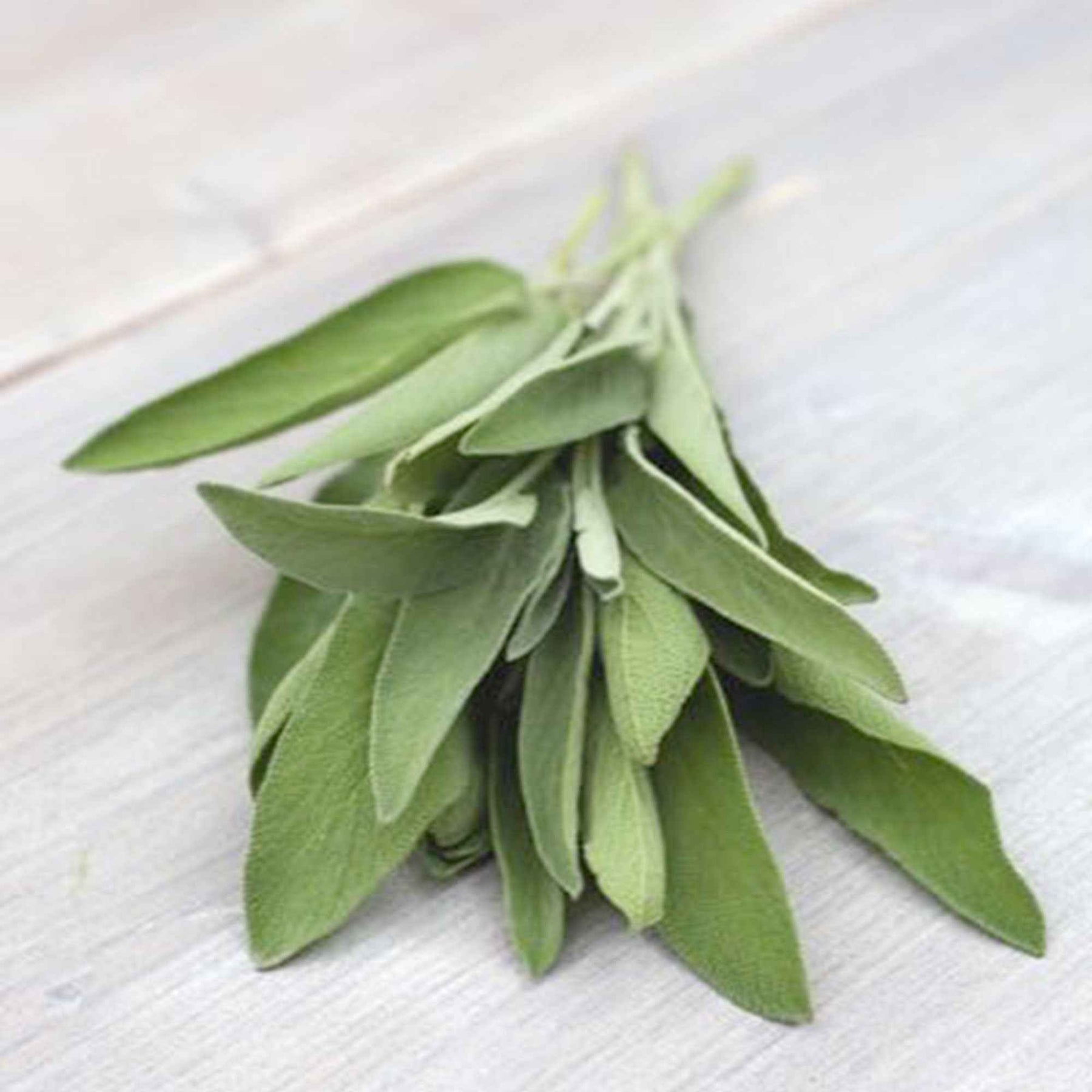 Sauge officinale Fanni Bio - Willemse