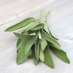 Sauge officinale Fanni Bio - Willemse