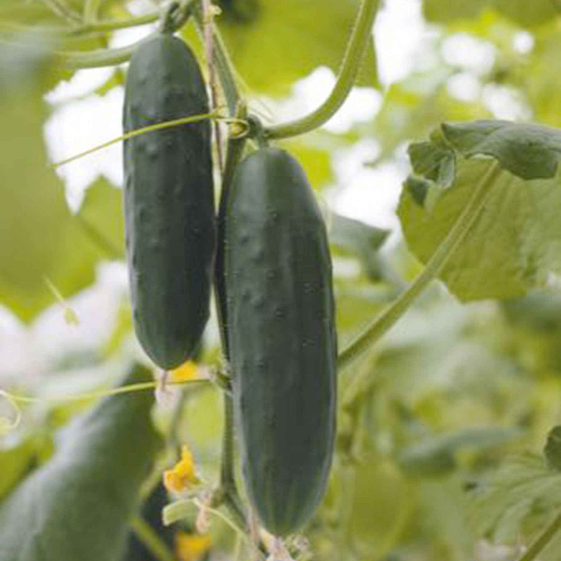Cucumis sativus marketmore - Concombre Marketmore Bio - Graines de fruits et légumes Bio
