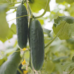 Cucumis sativus marketmore - Concombre Marketmore Bio - Graines de fruits et légumes Bio