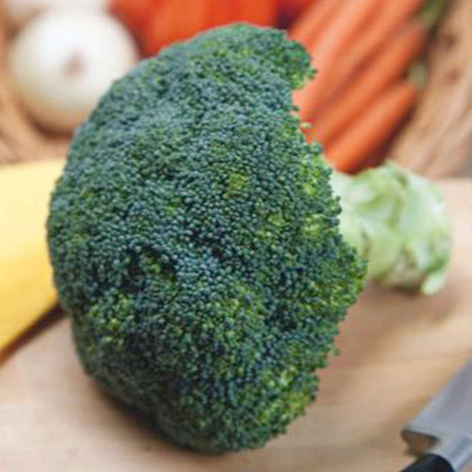 Brassica oleracea Calabrese Natalino - Chou brocoli Calabrese Natalino - Choux