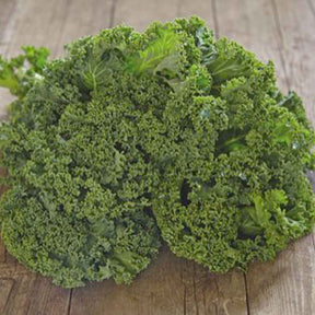 Chou frisé d'hiver demi nain Westlandse Winter Bio - Brassica oleracea westlandse winter - Willemse