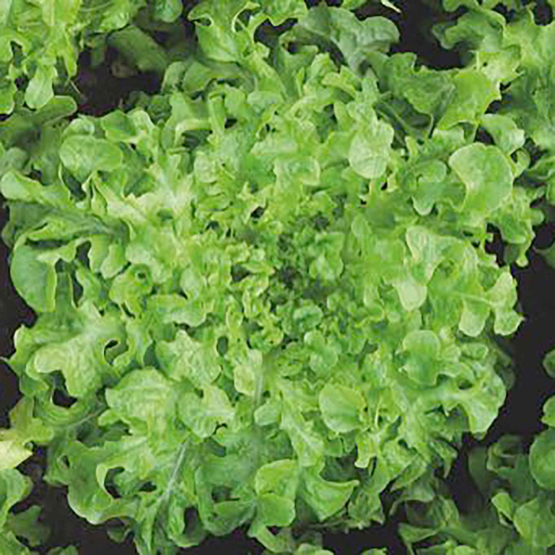 Laitue Salad Bowl verte Bio - Willemse