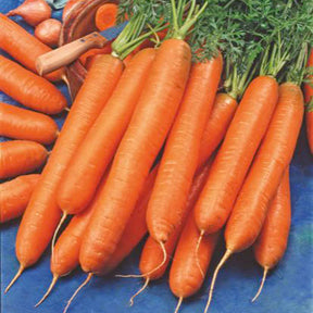 Carotte longue d'automne et d'hiver Berlikumer 2 Bio - Daucus carota berlikumer 2 - Willemse