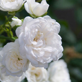 Rosier  Crystal Fairy ® - Rosa crystal fairy ® - Willemse