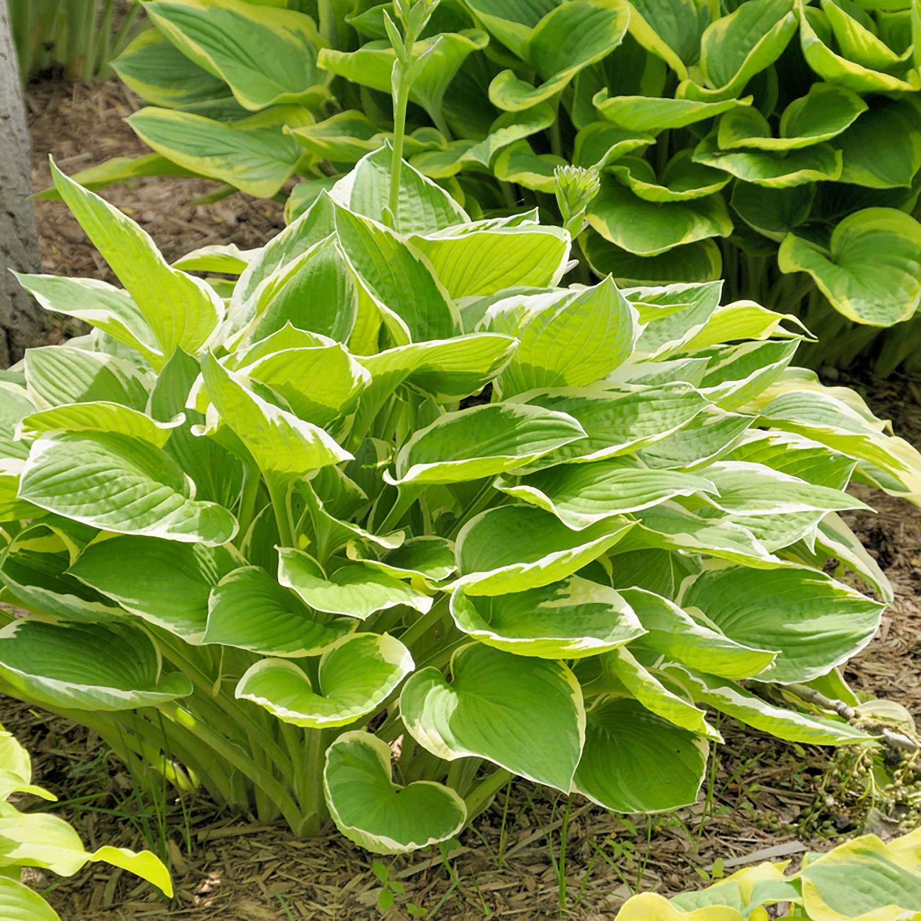 Hosta hybride patriot - Hosta Patriot - Hosta