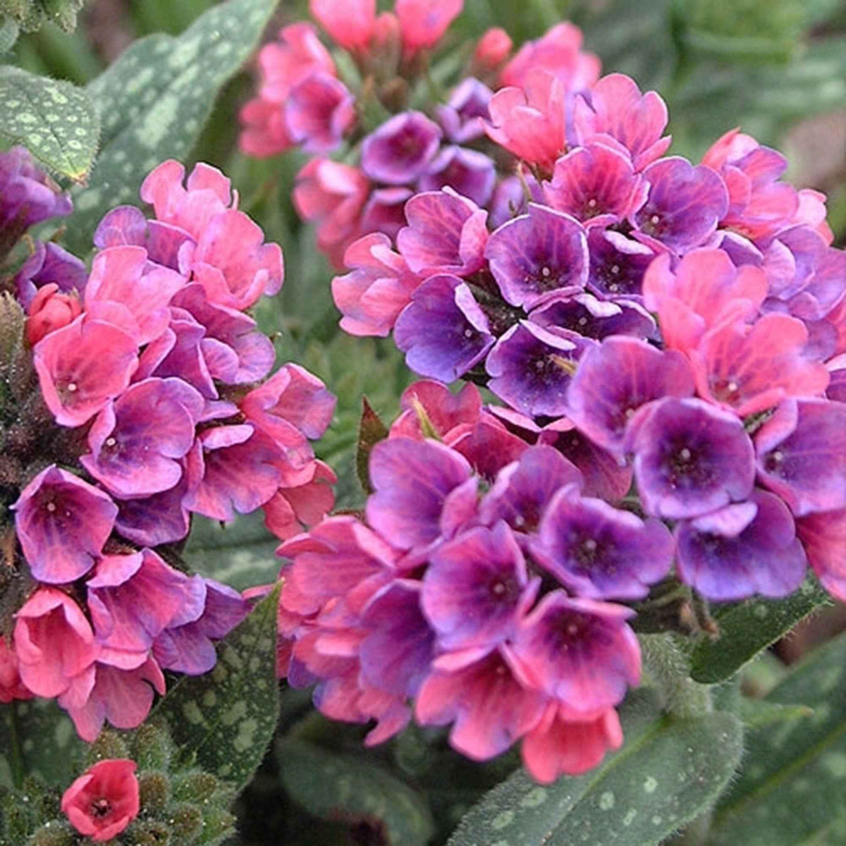 Pulmonaire Raspberry Splash - Pulmonaria raspberry splash - Willemse