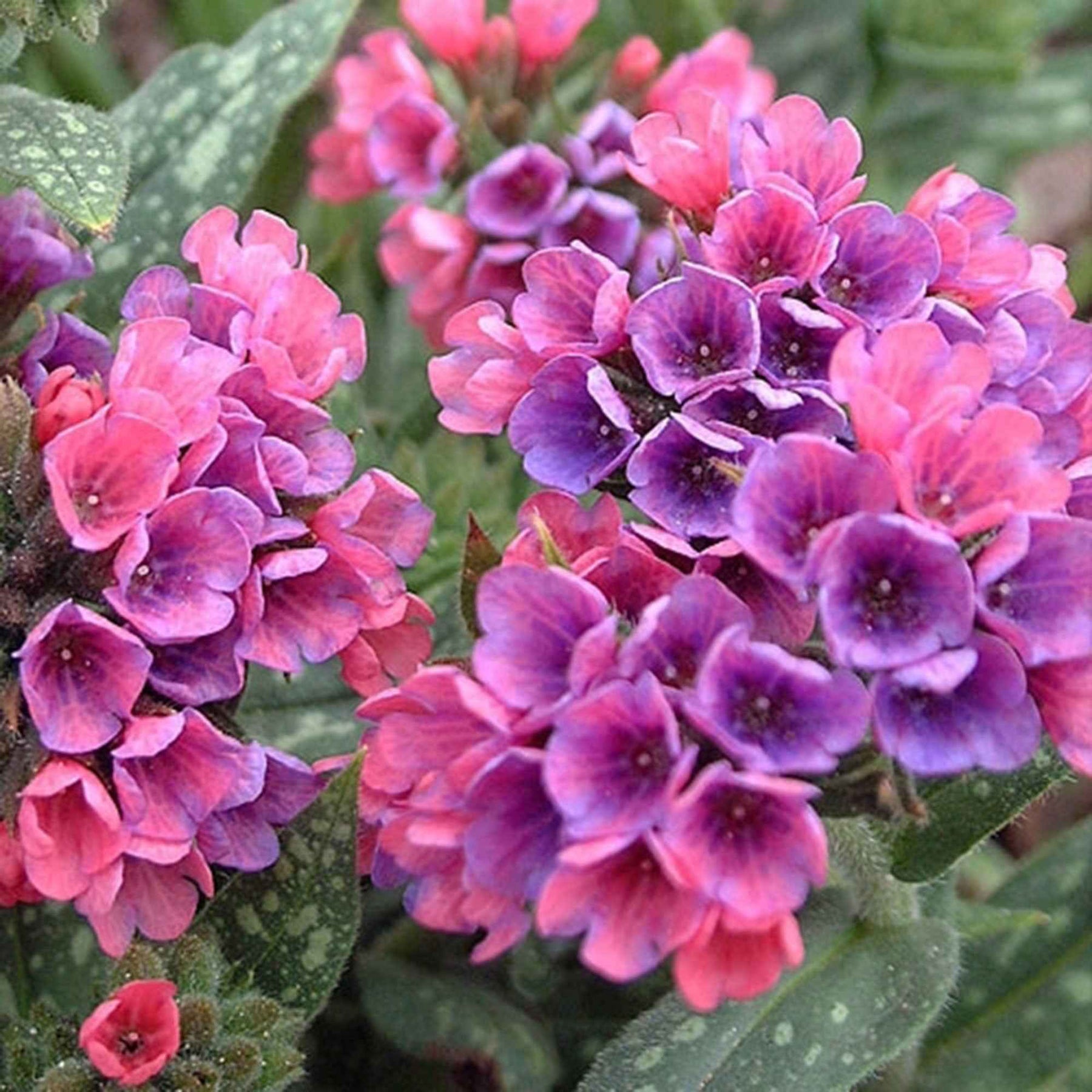 Pulmonaire Raspberry Splash - Pulmonaria raspberry splash - Willemse