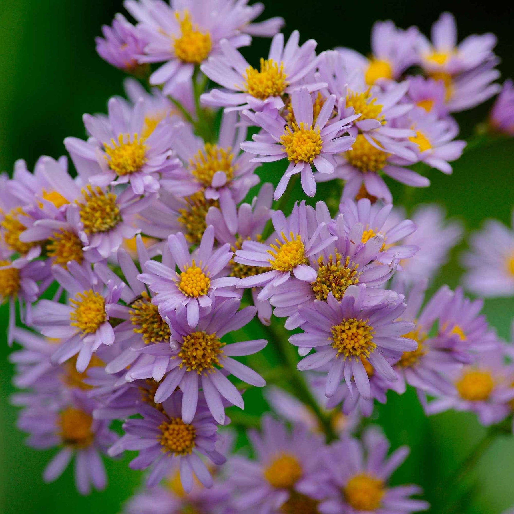 Aster - Aster nain d'automne Stardust - Aster ageratoides Stardust