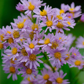 Aster - Aster nain d'automne Stardust - Aster ageratoides Stardust