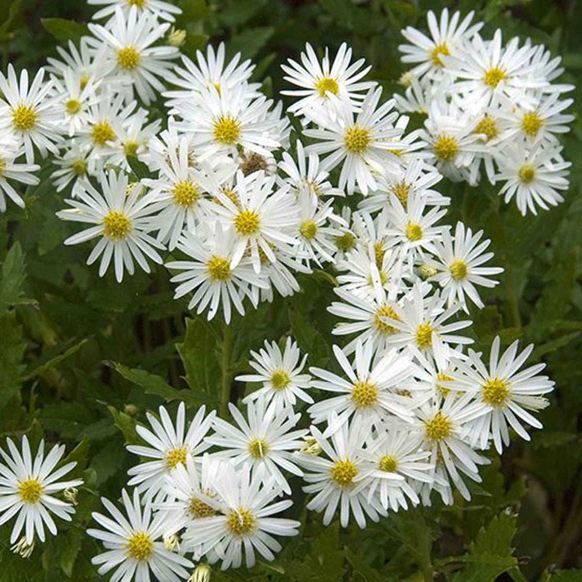 Aster d'automne blancs - Willemse