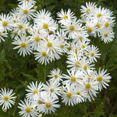 Aster d'automne blancs - Willemse