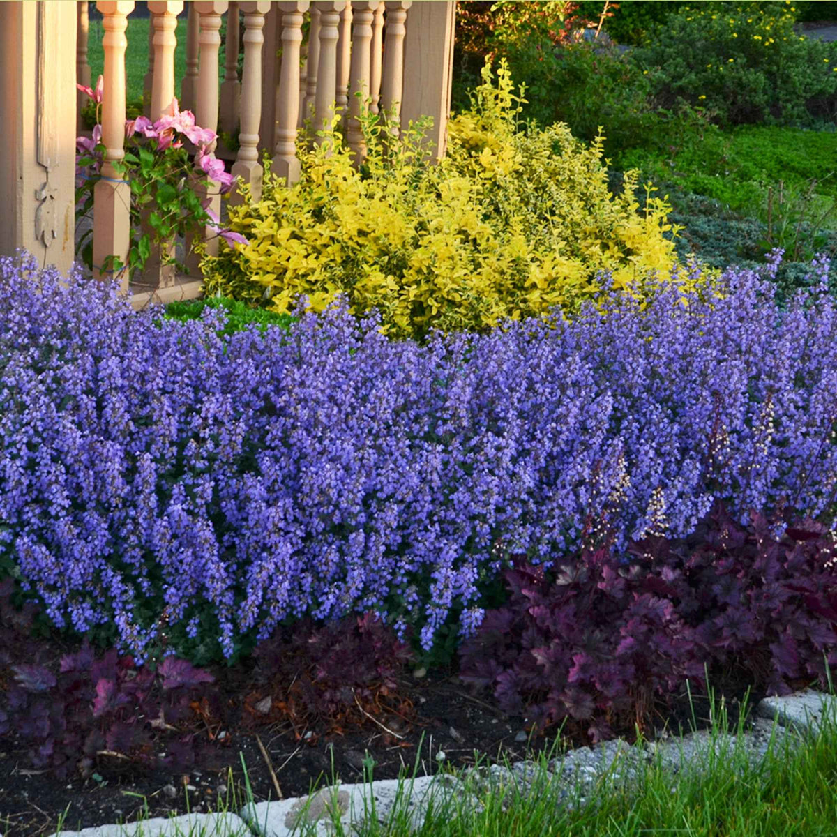 Nepeta Purrsian Blue - Nepeta purrsian blue - Willemse