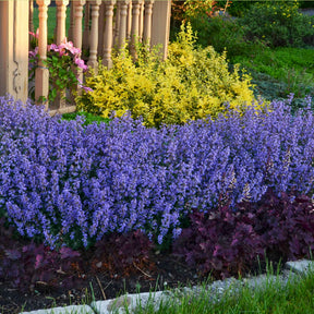 Nepeta Purrsian Blue - Nepeta purrsian blue - Willemse