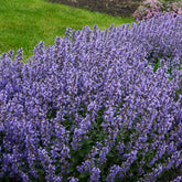 Nepeta Purrsian Blue - Willemse