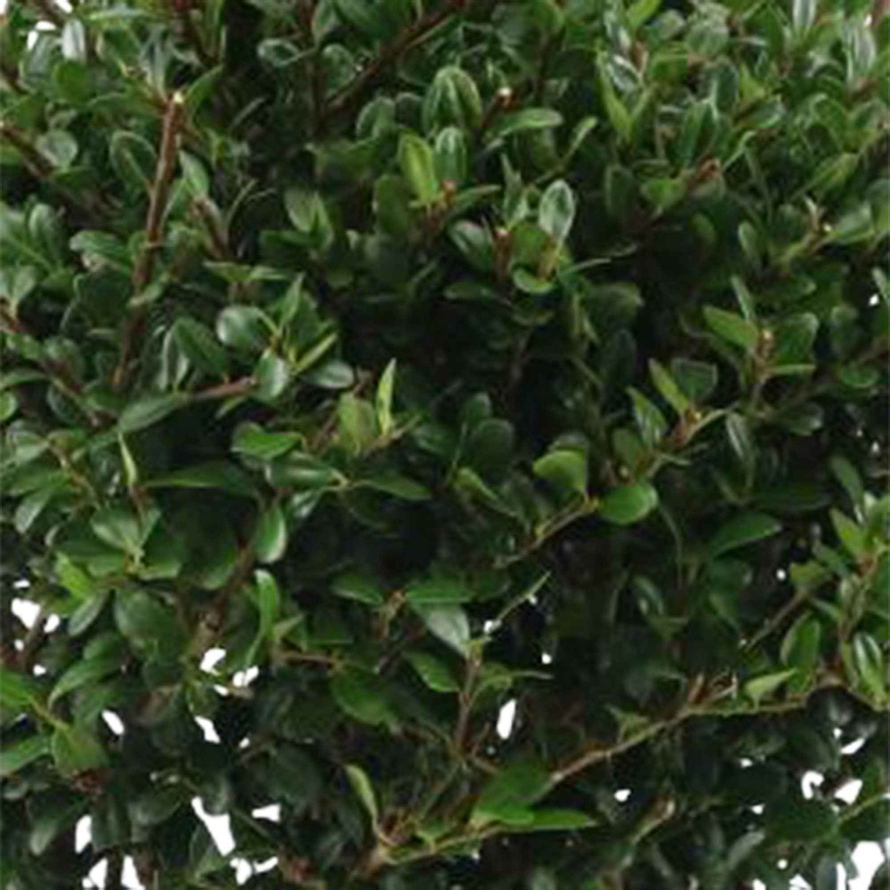 Houx - Houx crénelé boule Dark Green® - Ilex crenata Dark Green