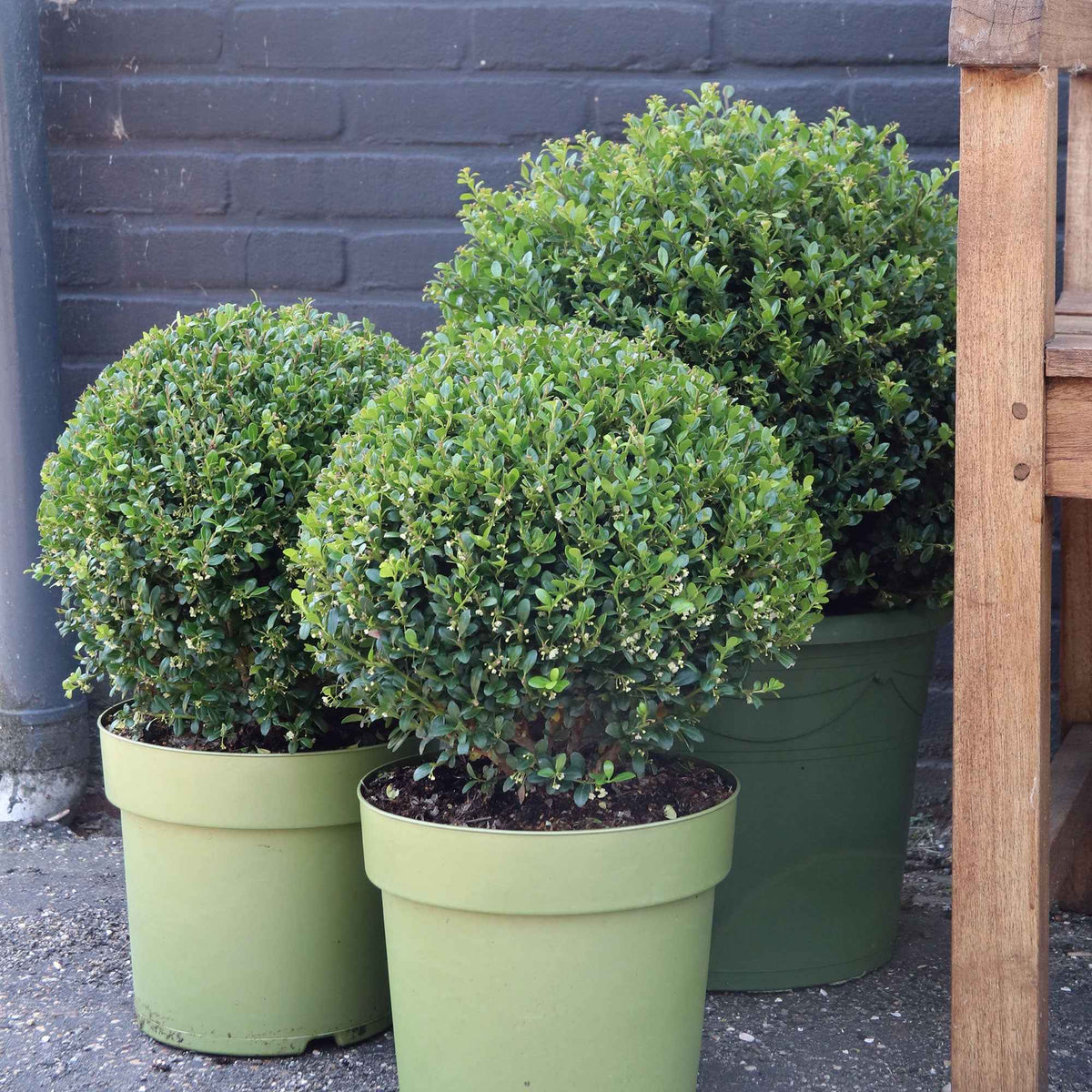 Houx crénelé boule Dark Green® - Willemse