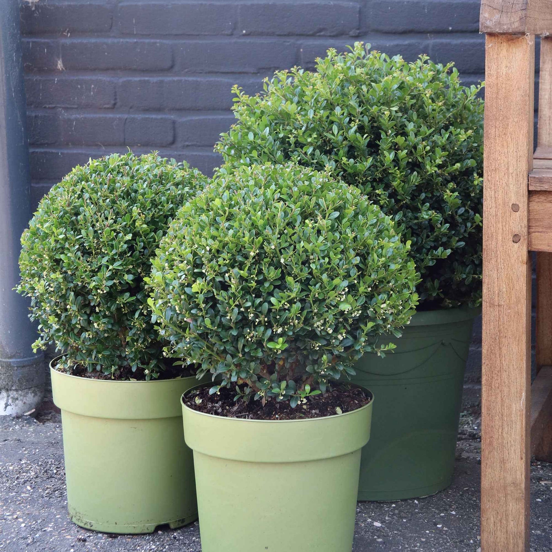 Houx crénelé boule Dark Green® - Willemse