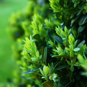 Buxus sempervirens - Buis boule - Buis